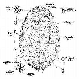   Laminicoccus pandani  
 Illustration by Williams amp; Watson 